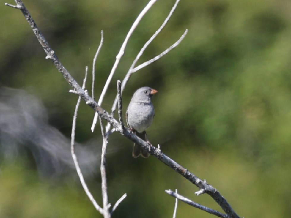 Black-chinned Sparrow - Brian Ahern