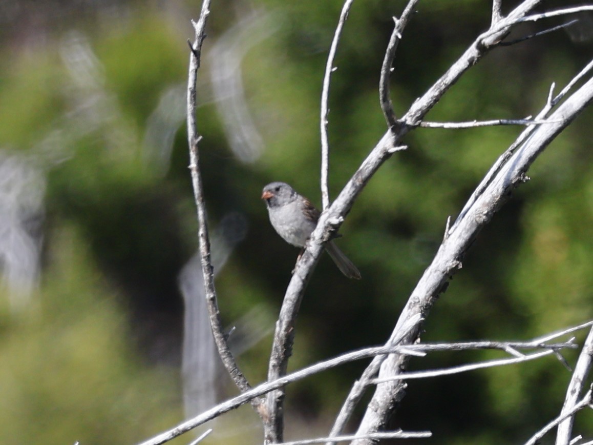 Black-chinned Sparrow - Brian Ahern