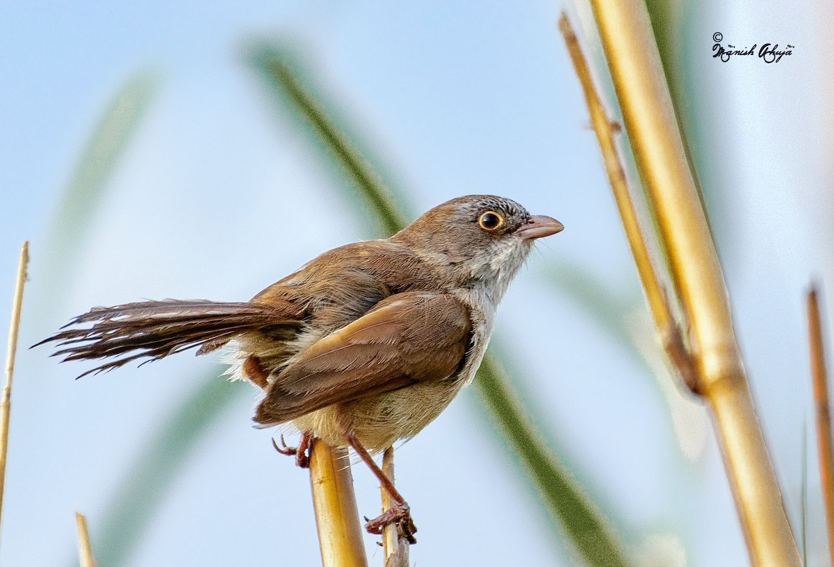 Jerdon's Babbler - ML619268734