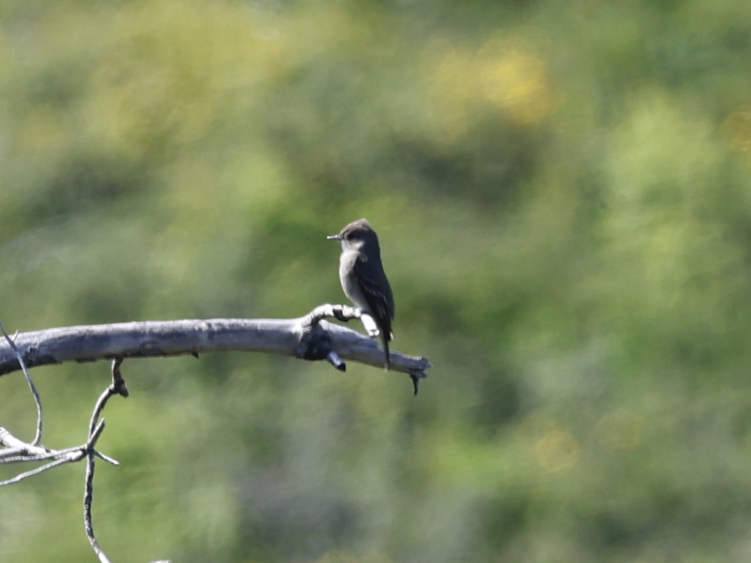 Western Wood-Pewee - Brian Ahern