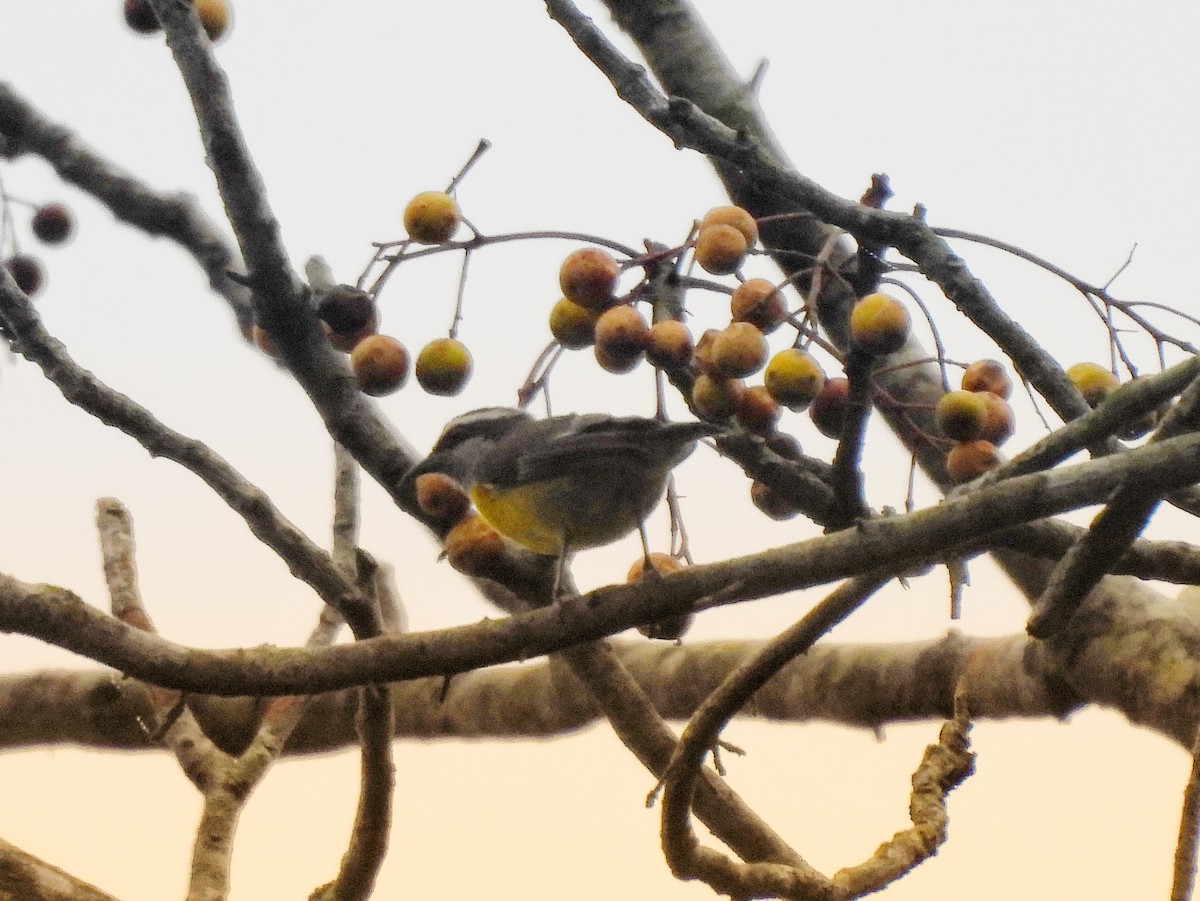 Bananaquit - Maria Lujan Solis