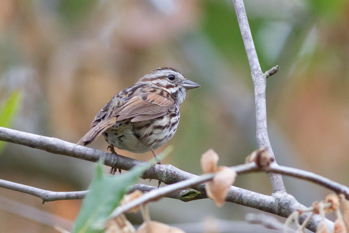 Song Sparrow - Oded Ovadia