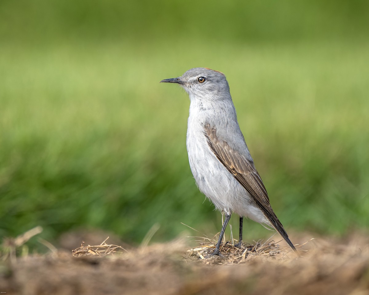 Rufous-naped Ground-Tyrant - ML619268755