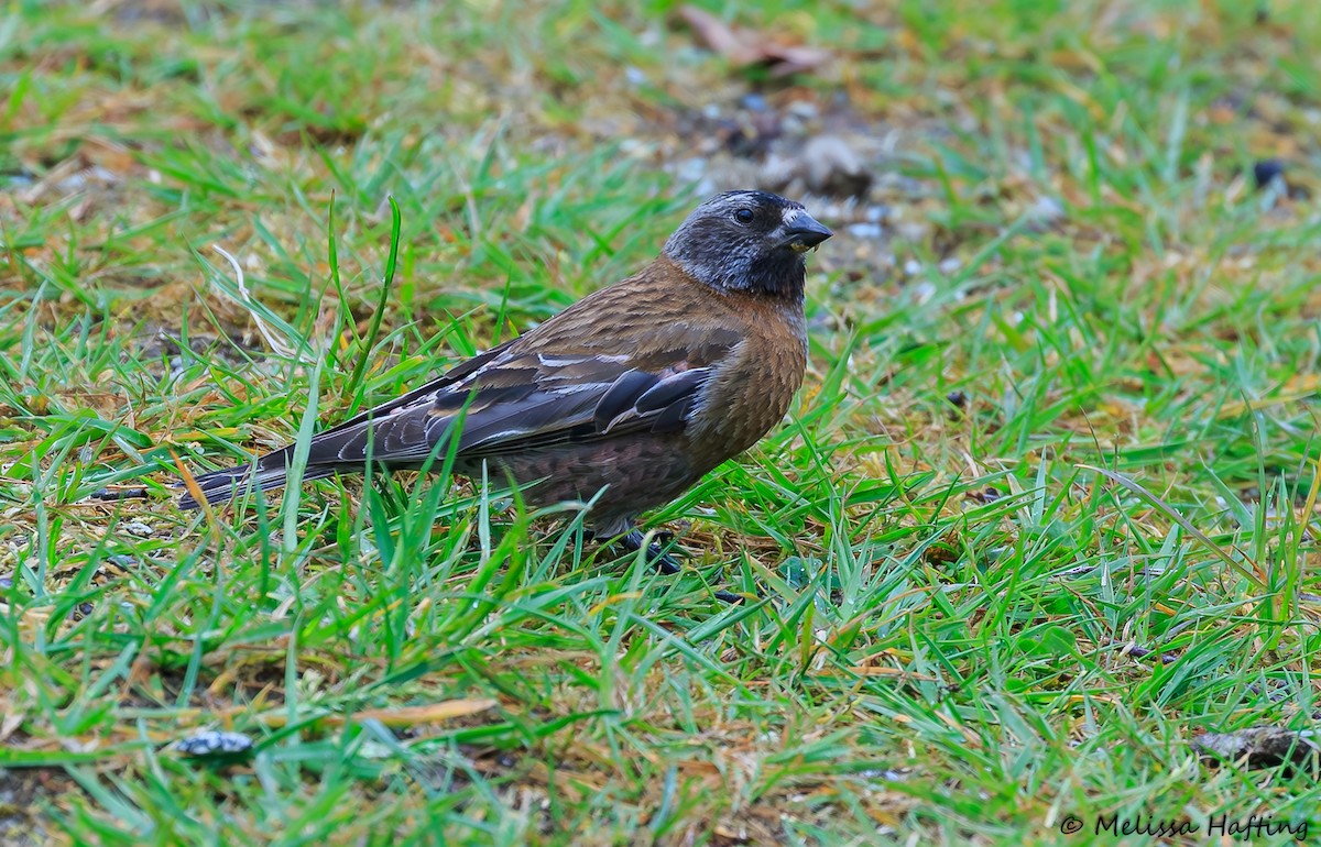 Gray-crowned Rosy-Finch (Hepburn's) - Melissa Hafting