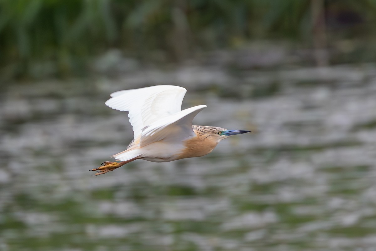 Squacco Heron - ML619268763