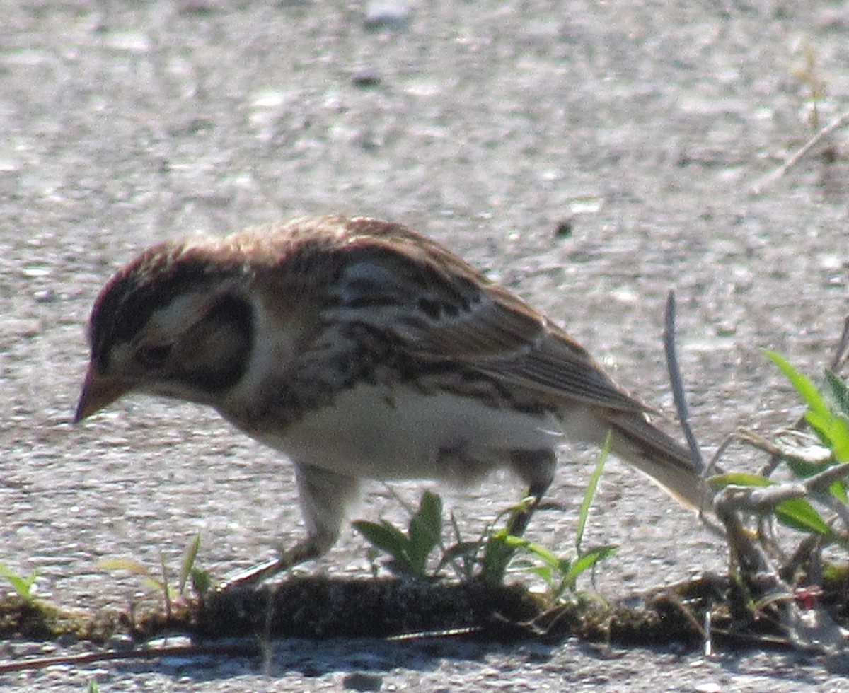 Lapland Longspur - Mike Champine