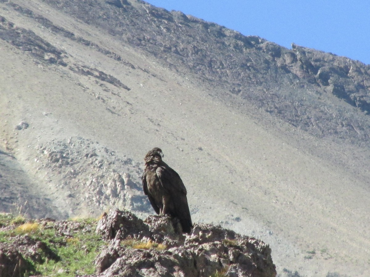 Andean Condor - Joaquín Salas