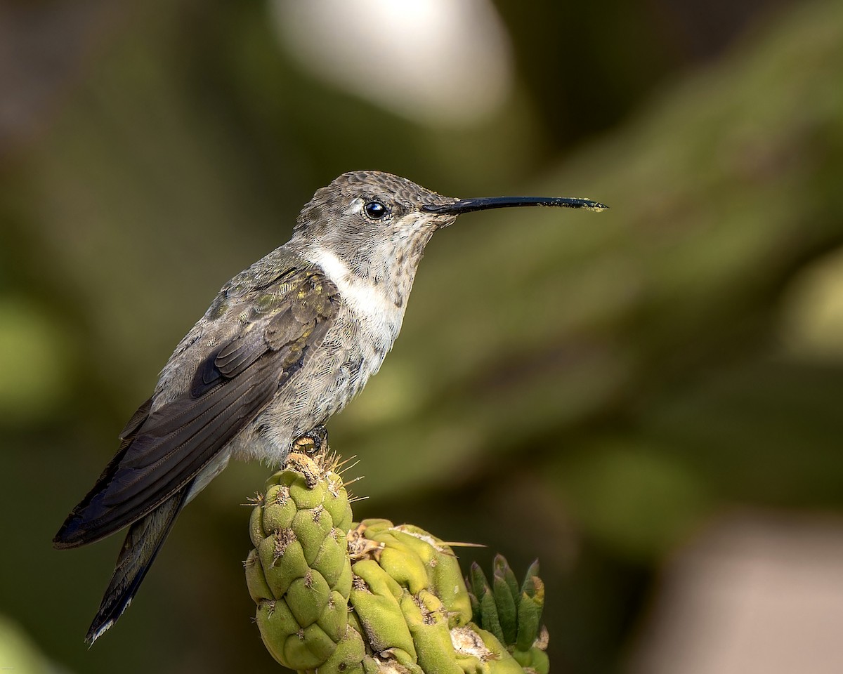 Oasis Hummingbird - Roberto Morales