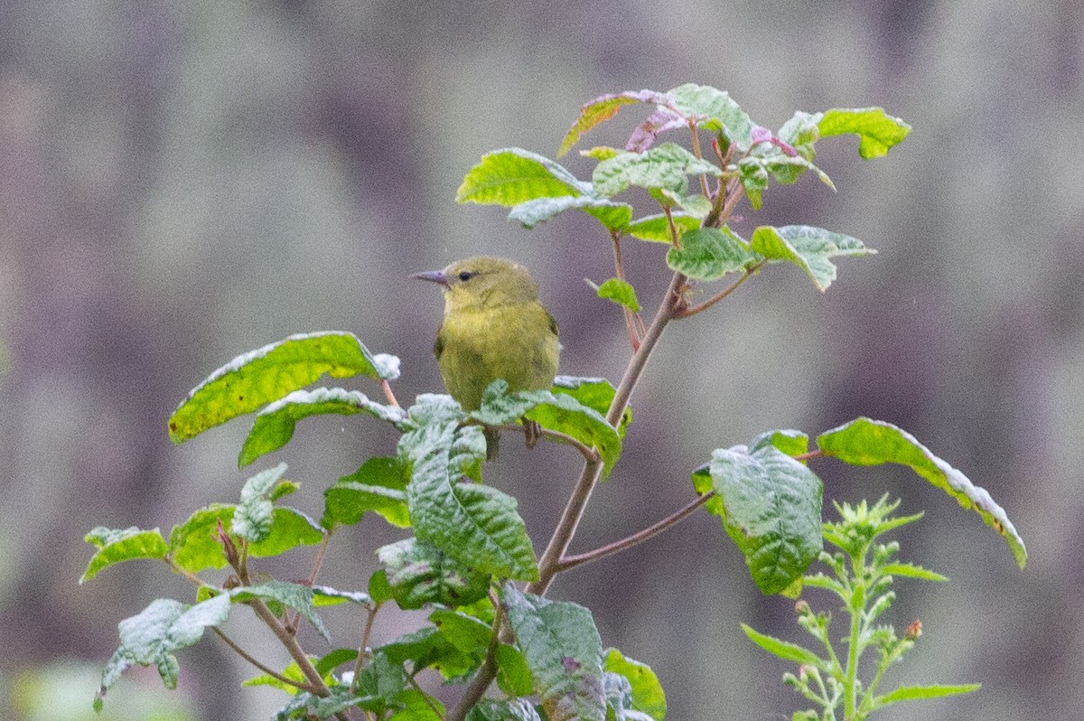 Orange-crowned Warbler - Oded Ovadia