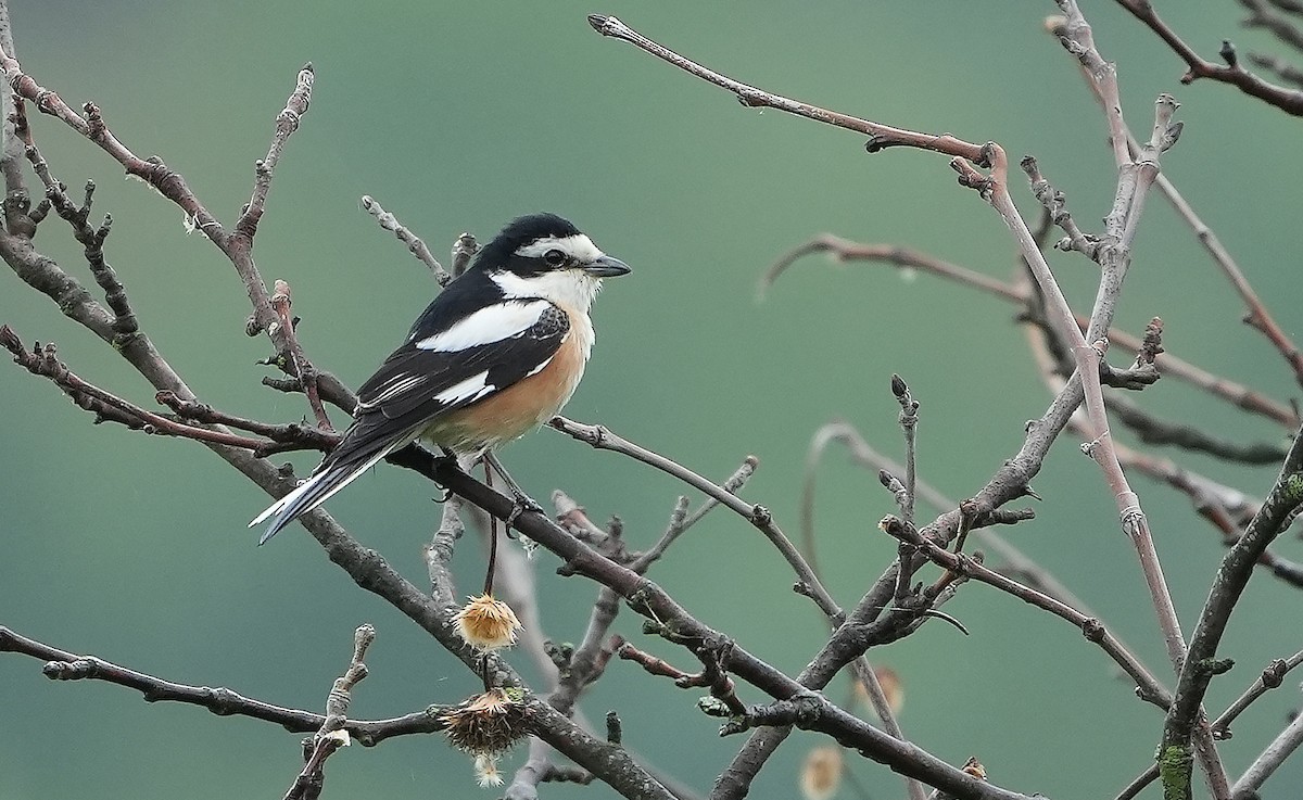 Masked Shrike - Guillermo Rodríguez