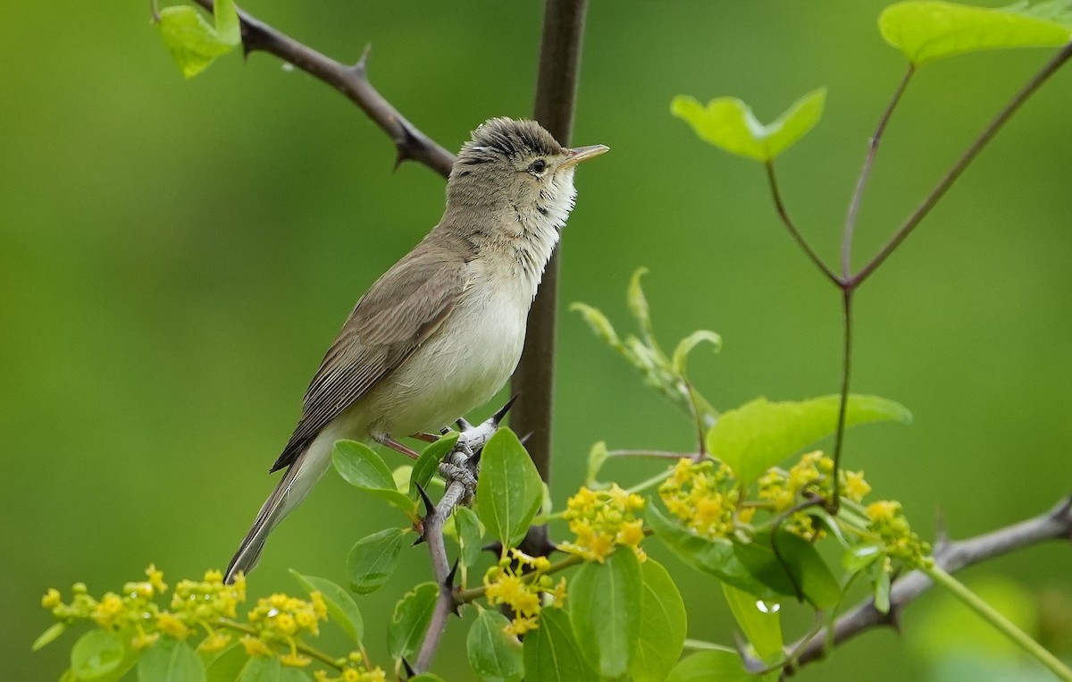 Eastern Olivaceous Warbler - Guillermo Rodríguez