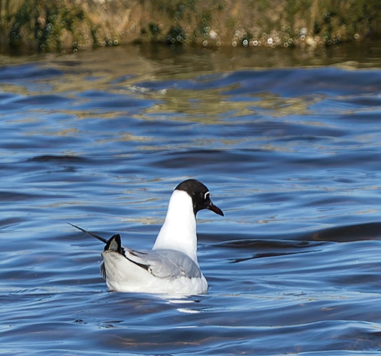 Black-headed Gull - www.aladdin .st