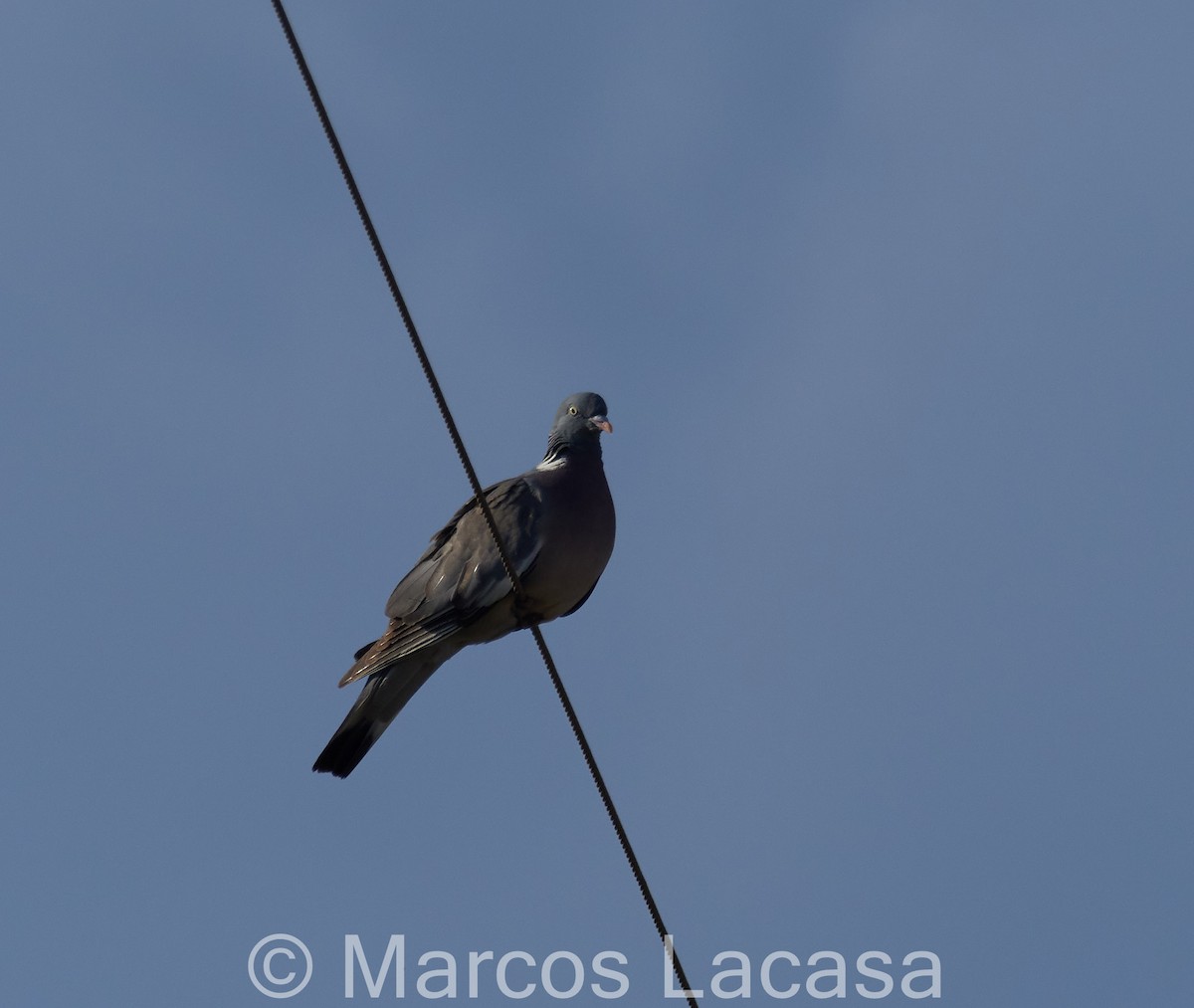 Common Wood-Pigeon - ML619268832