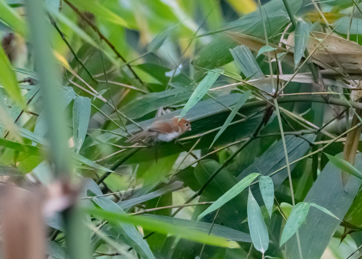 Pale-billed Parrotbill - ML619268833