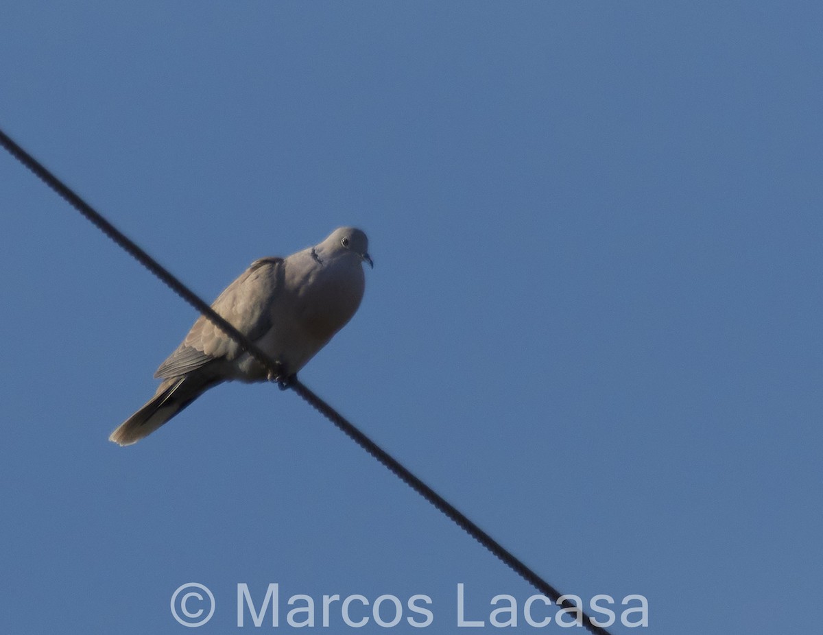 Eurasian Collared-Dove - Marcos Lacasa
