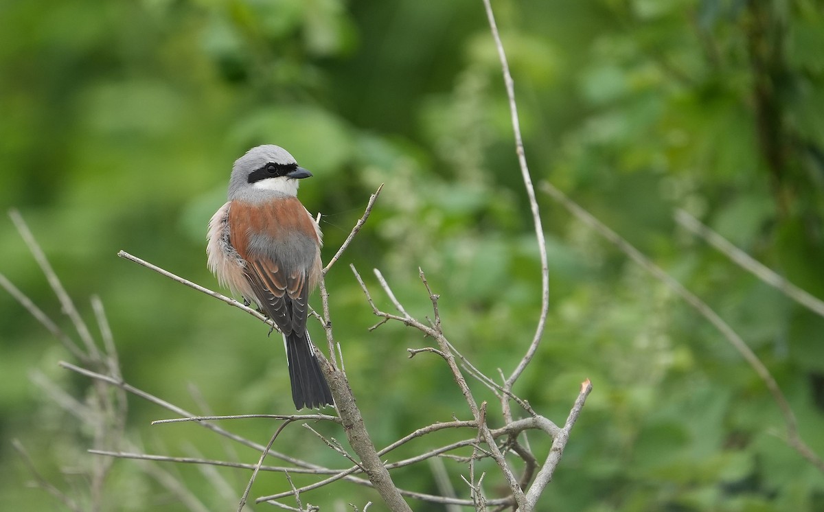 Red-backed Shrike - Guillermo Rodríguez