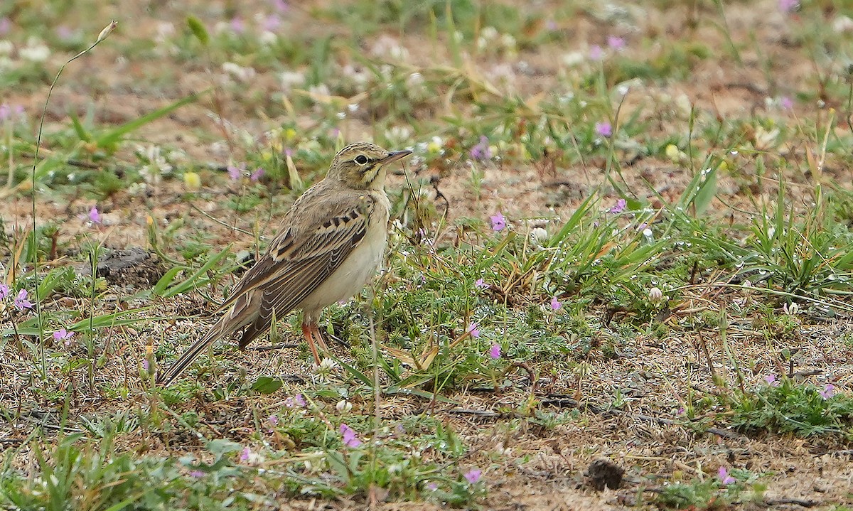 Tawny Pipit - Guillermo Rodríguez