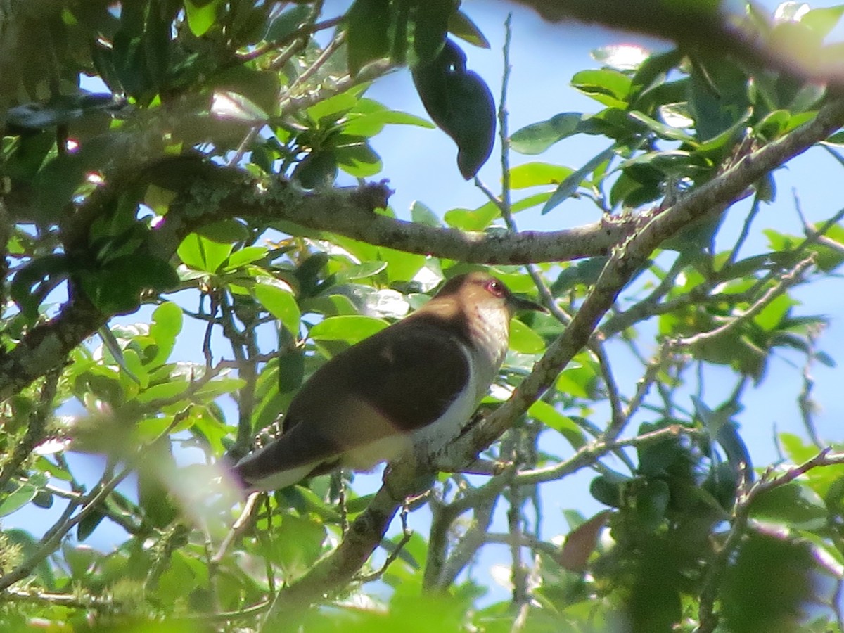 Black-billed Cuckoo - ML619268852