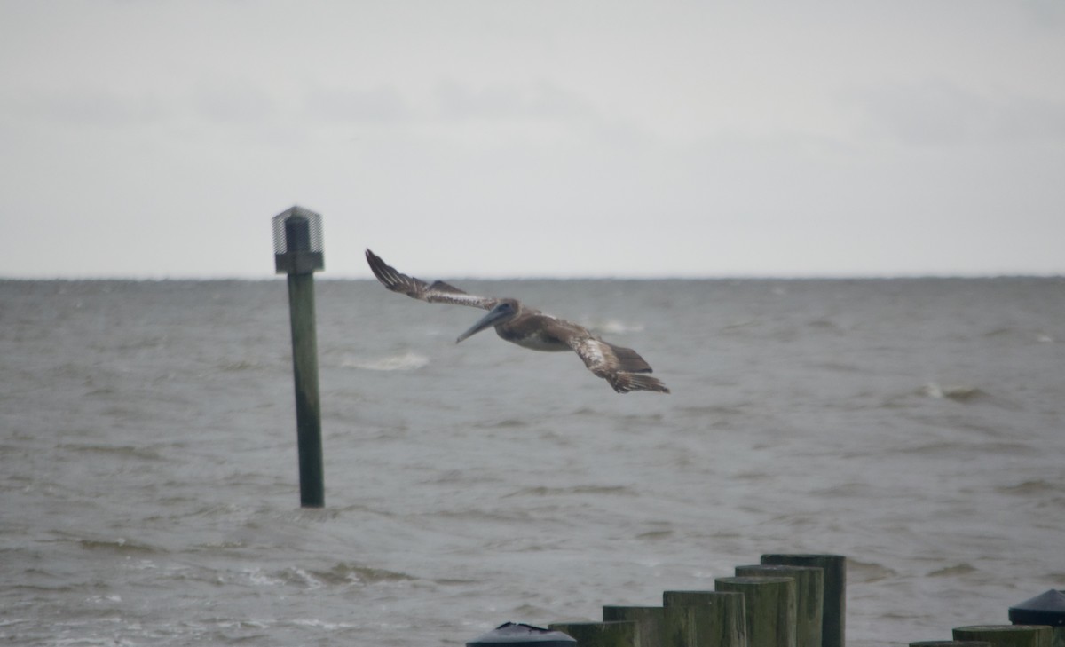 Brown Pelican - Ben Walters