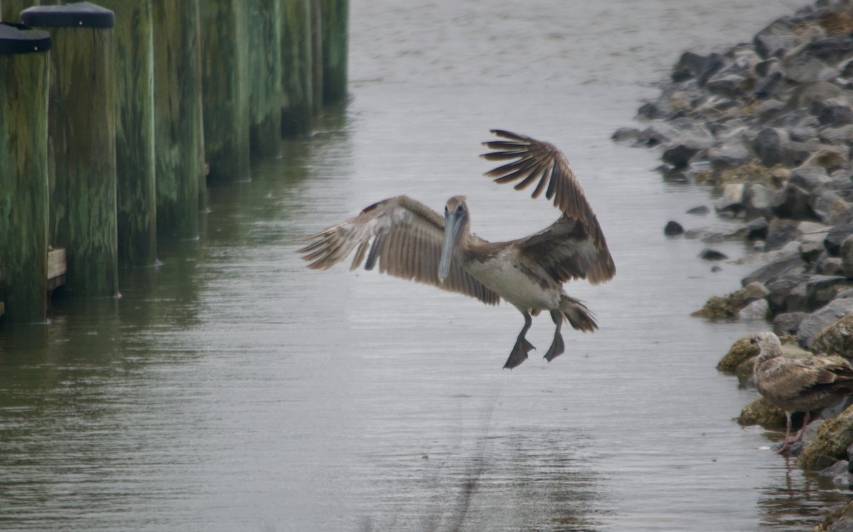 Brown Pelican - Ben Walters