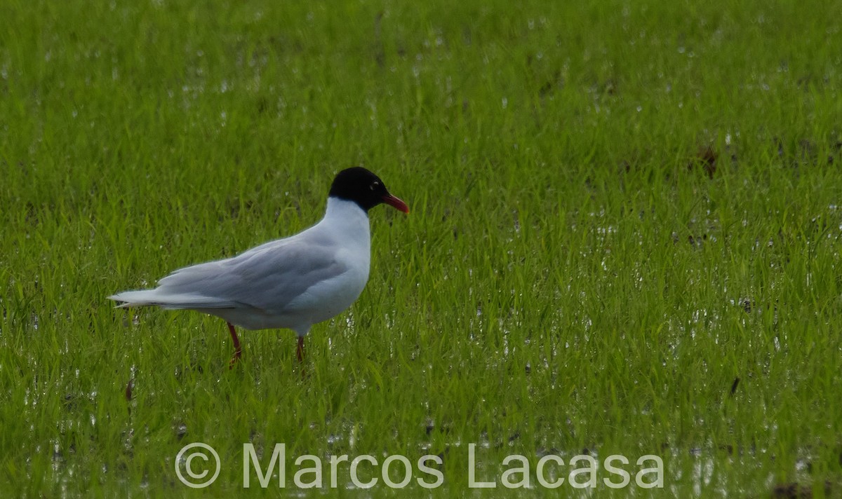 Mouette rieuse - ML619268858