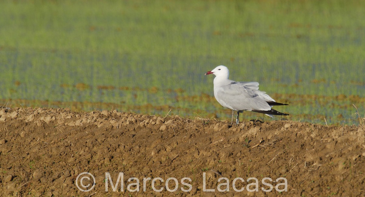 Audouin's Gull - Marcos Lacasa