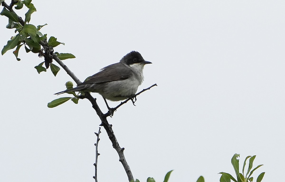 Eastern Orphean Warbler - Guillermo Rodríguez