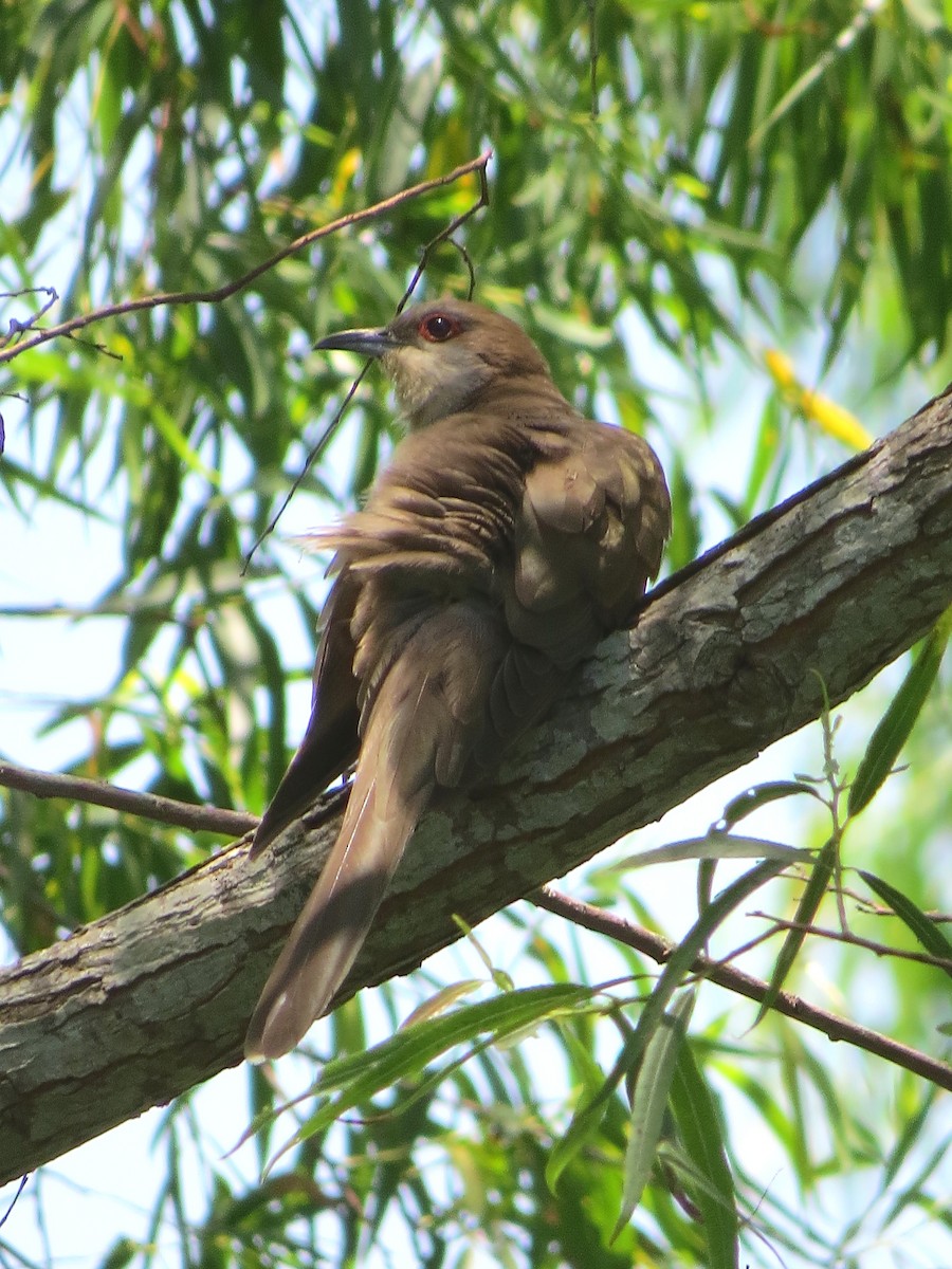 Black-billed Cuckoo - John  Mariani