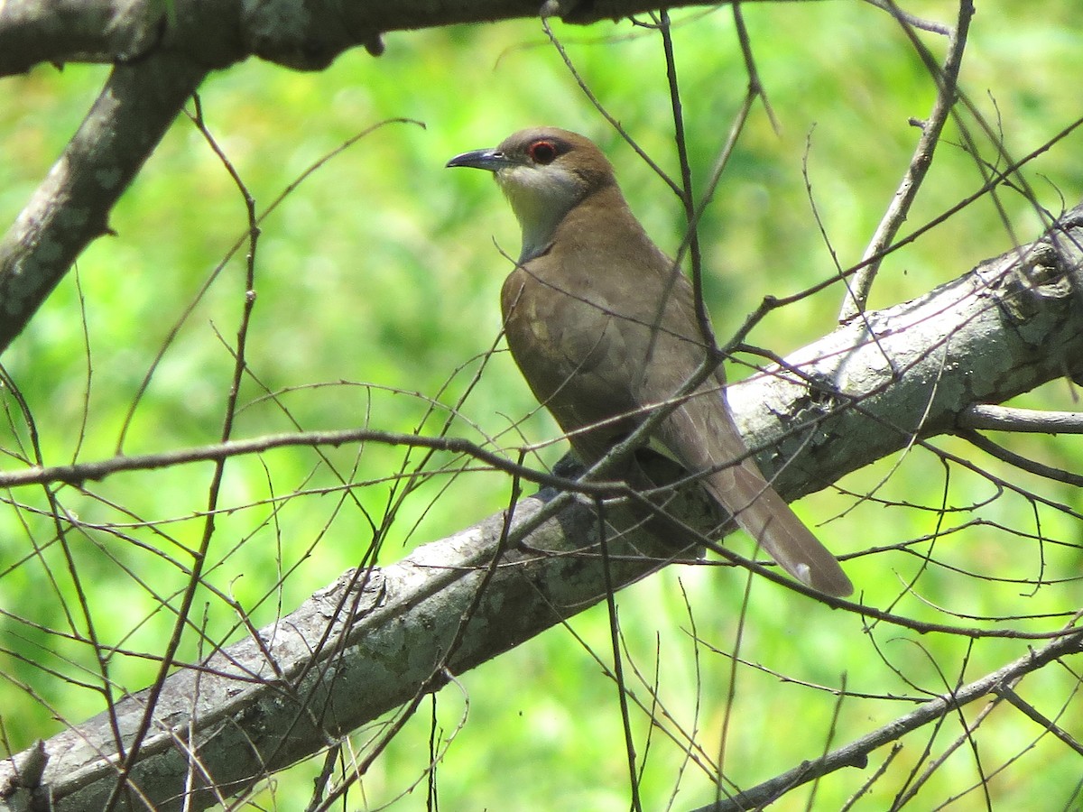 Black-billed Cuckoo - ML619268870