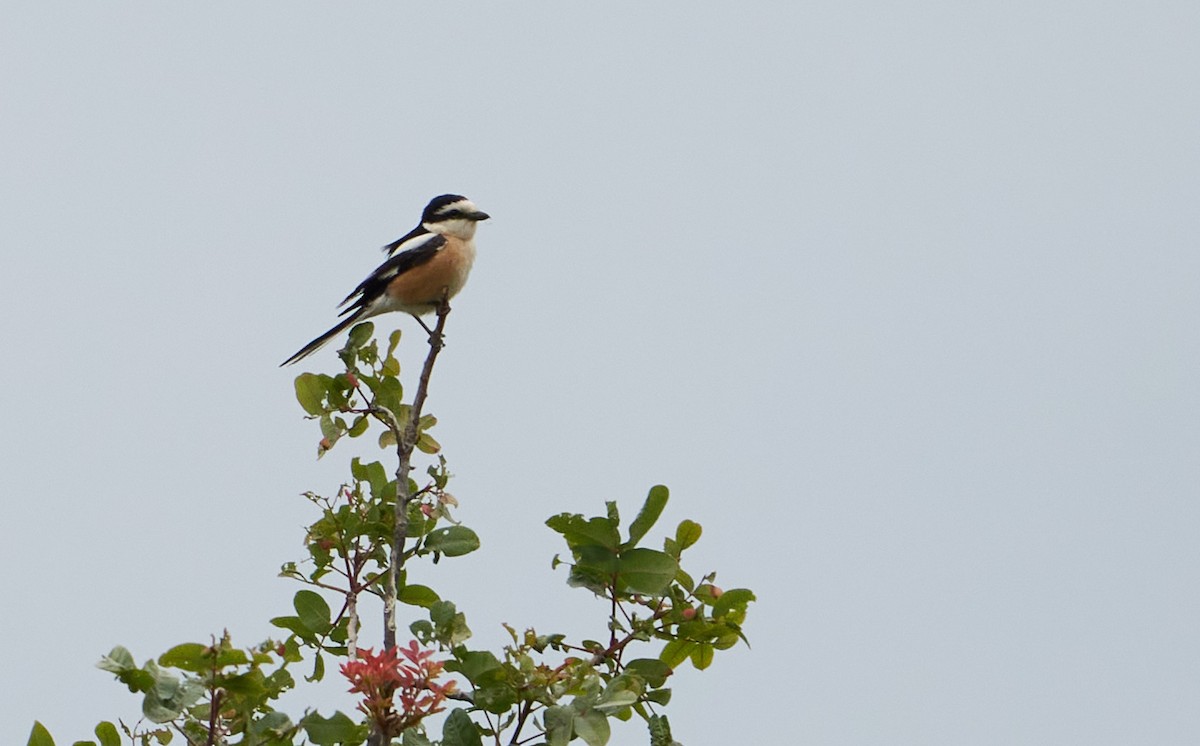 Masked Shrike - Guillermo Rodríguez