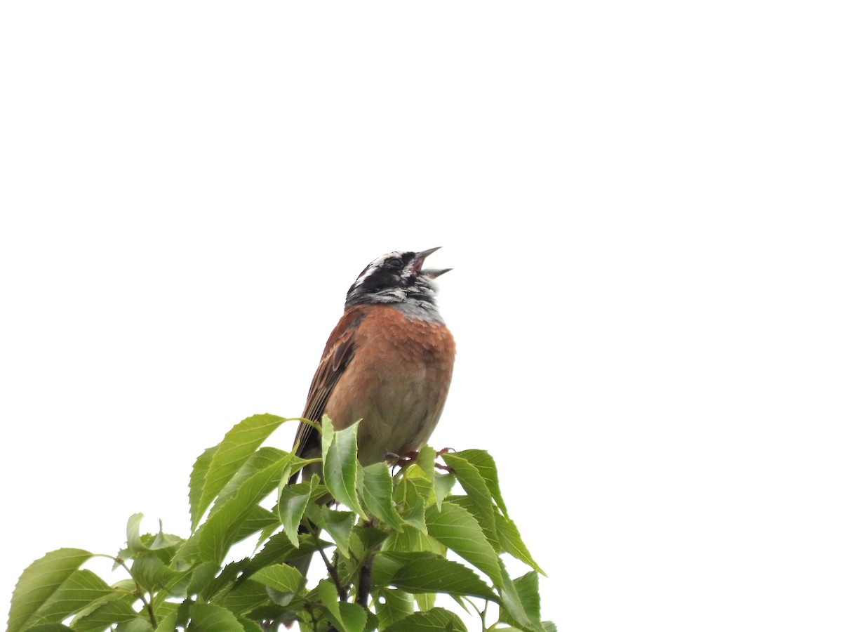 Meadow Bunting - ML619268883