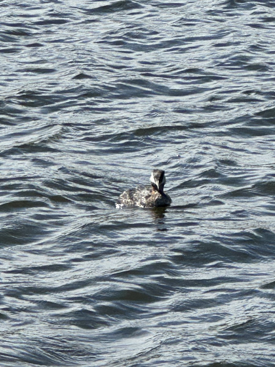 Red-necked Grebe - Anthony Newcomer