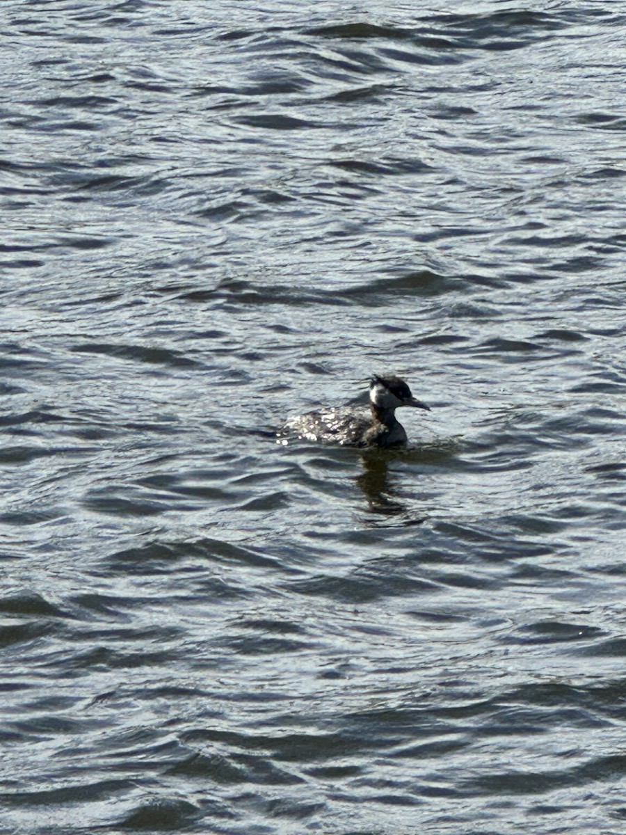 Red-necked Grebe - Anthony Newcomer