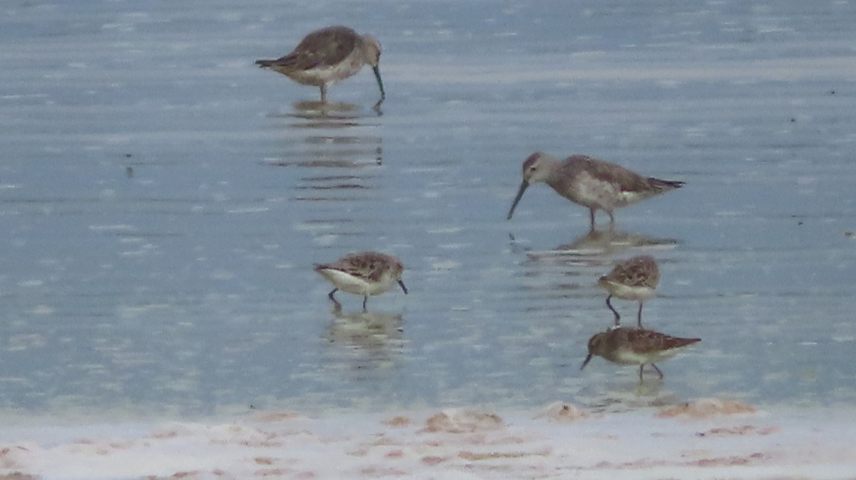 Stilt Sandpiper - ML619268894