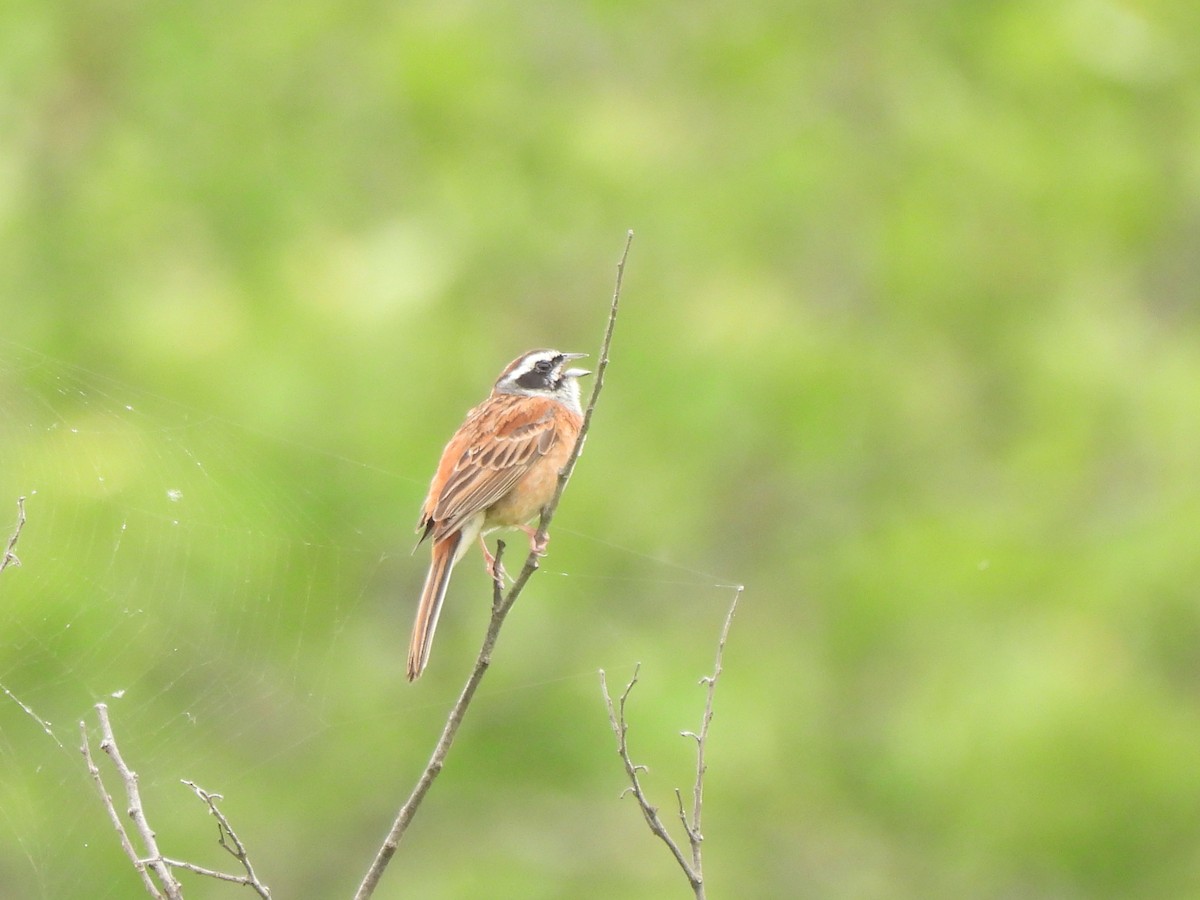 Meadow Bunting - ML619268895