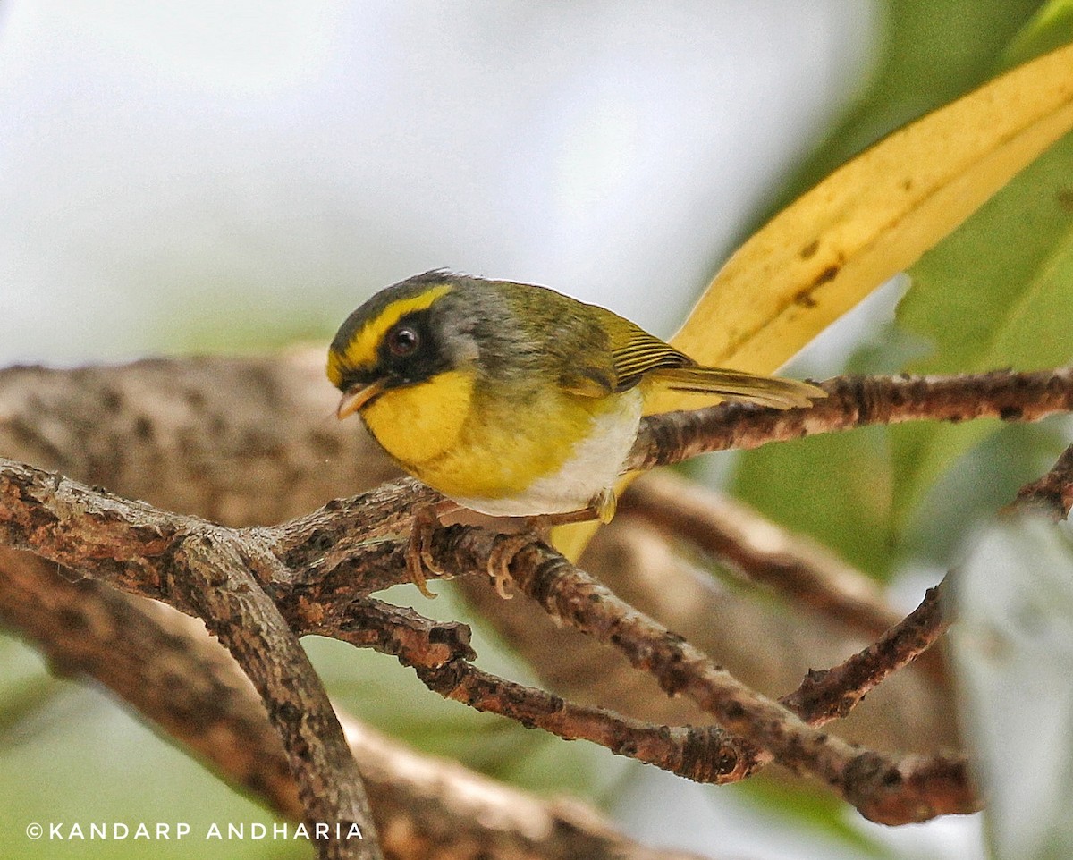 Black-faced Warbler - Kandarp  Andharia