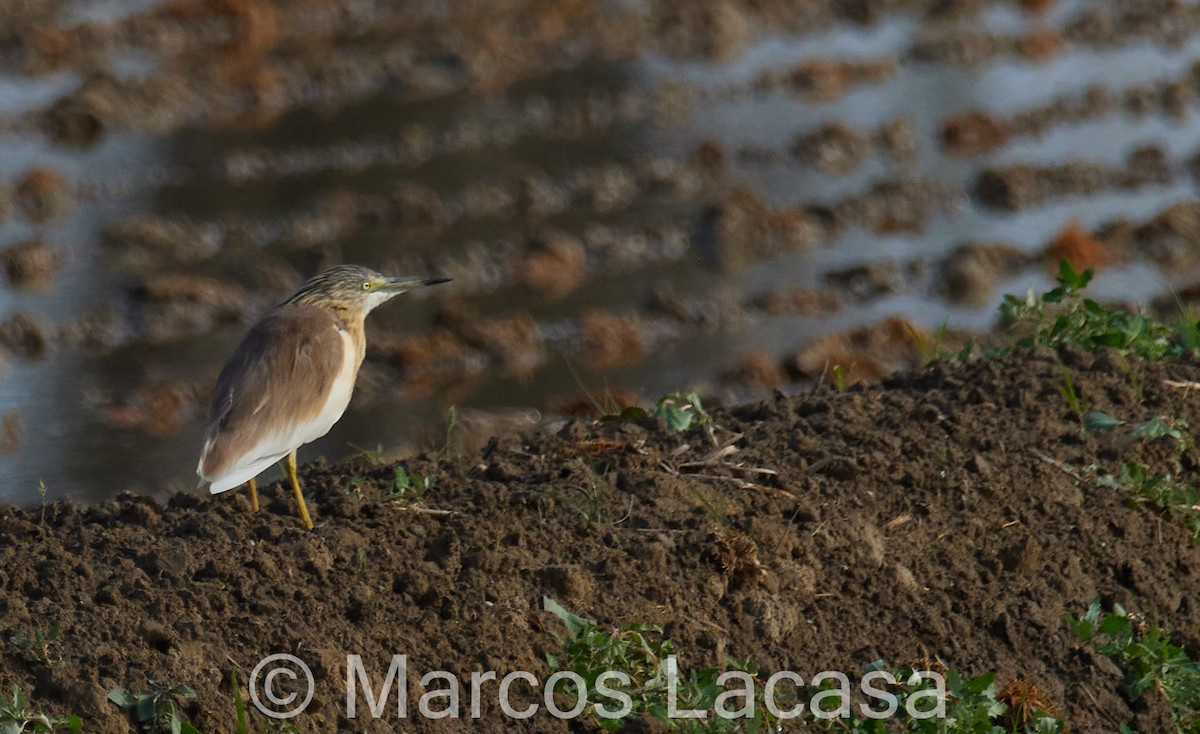Squacco Heron - Marcos Lacasa