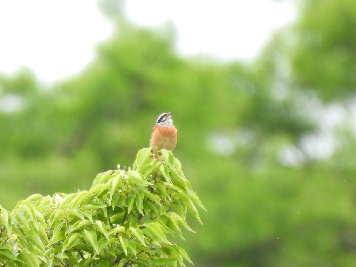 Meadow Bunting - ML619268905