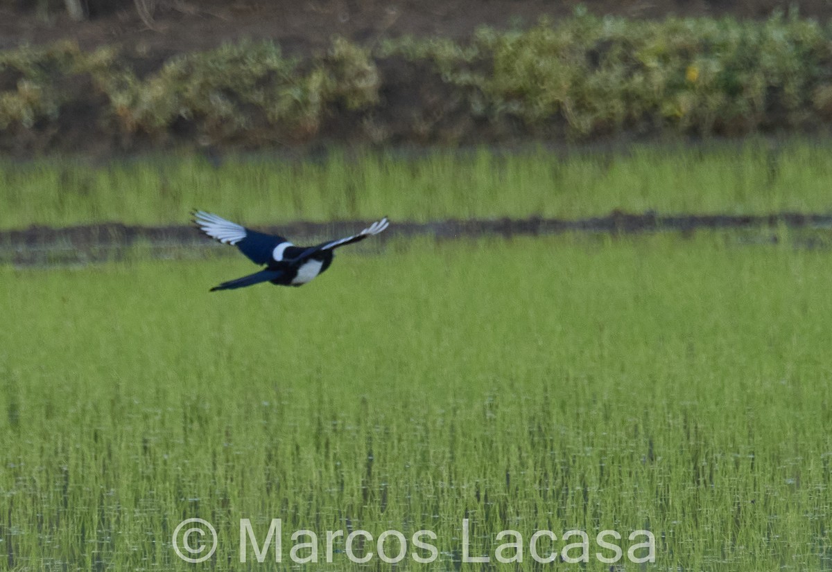 Eurasian Magpie - ML619268908