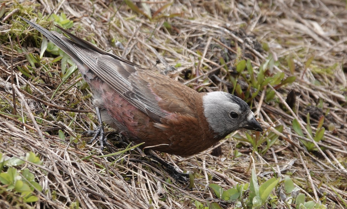 Gray-crowned Rosy-Finch (Hepburn's) - Quentin Brown