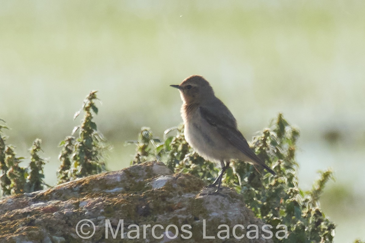 Northern Wheatear - ML619268919