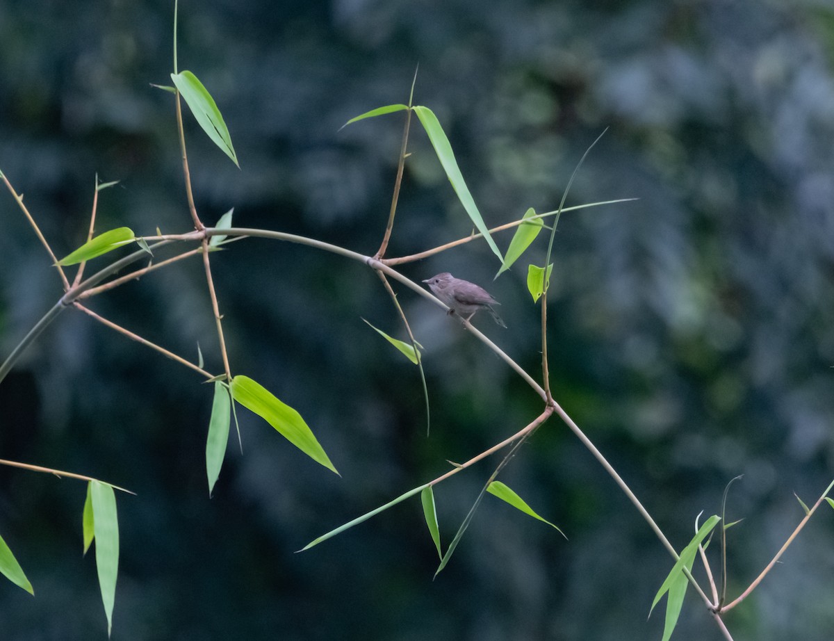 Çizgili Yuhina - ML619268924