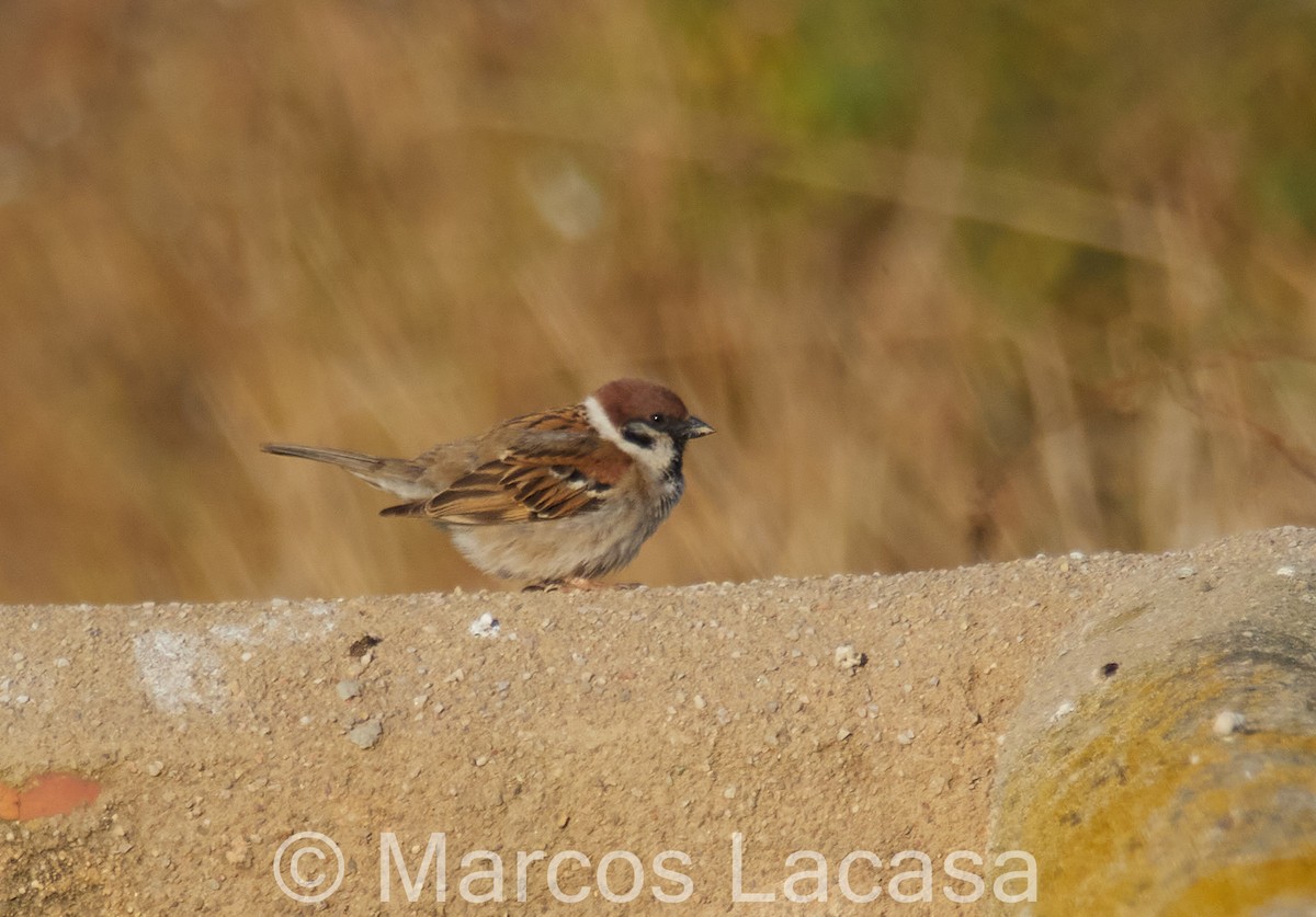 Eurasian Tree Sparrow - ML619268927