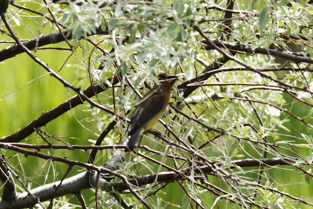 Cedar Waxwing - ML619268930