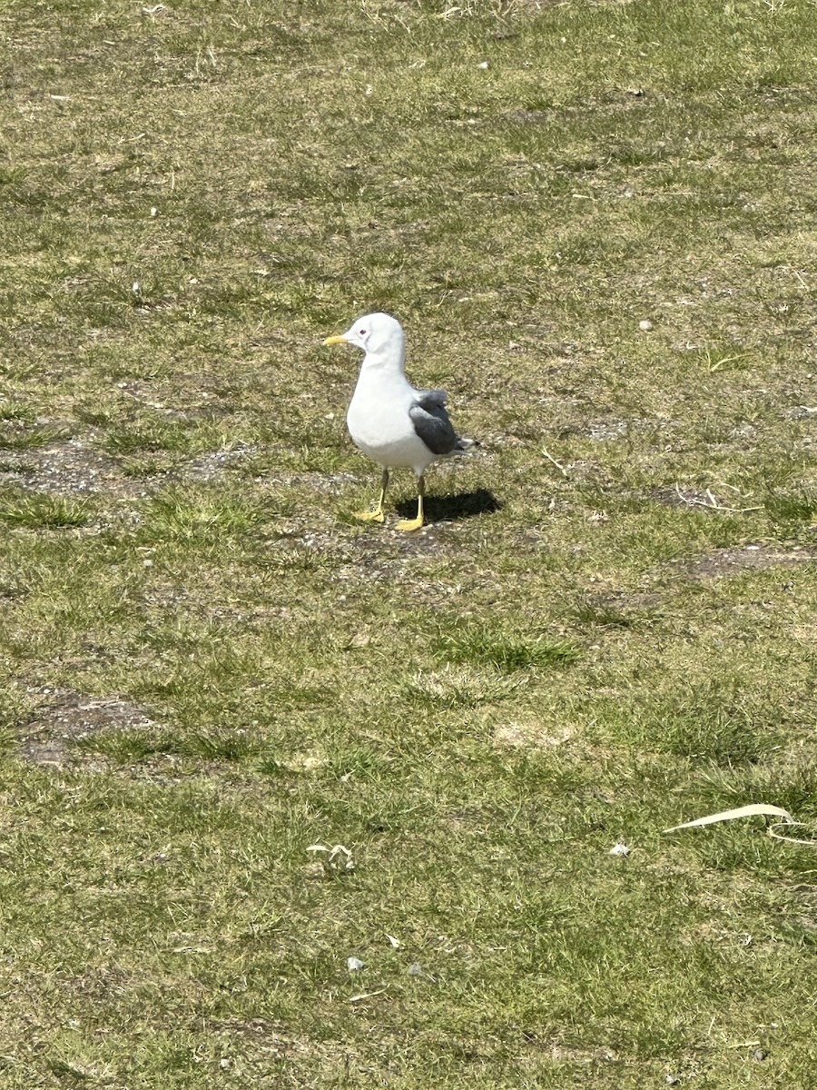 Short-billed Gull - Anthony Newcomer