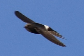 White-rumped Swift - Scott Rauland