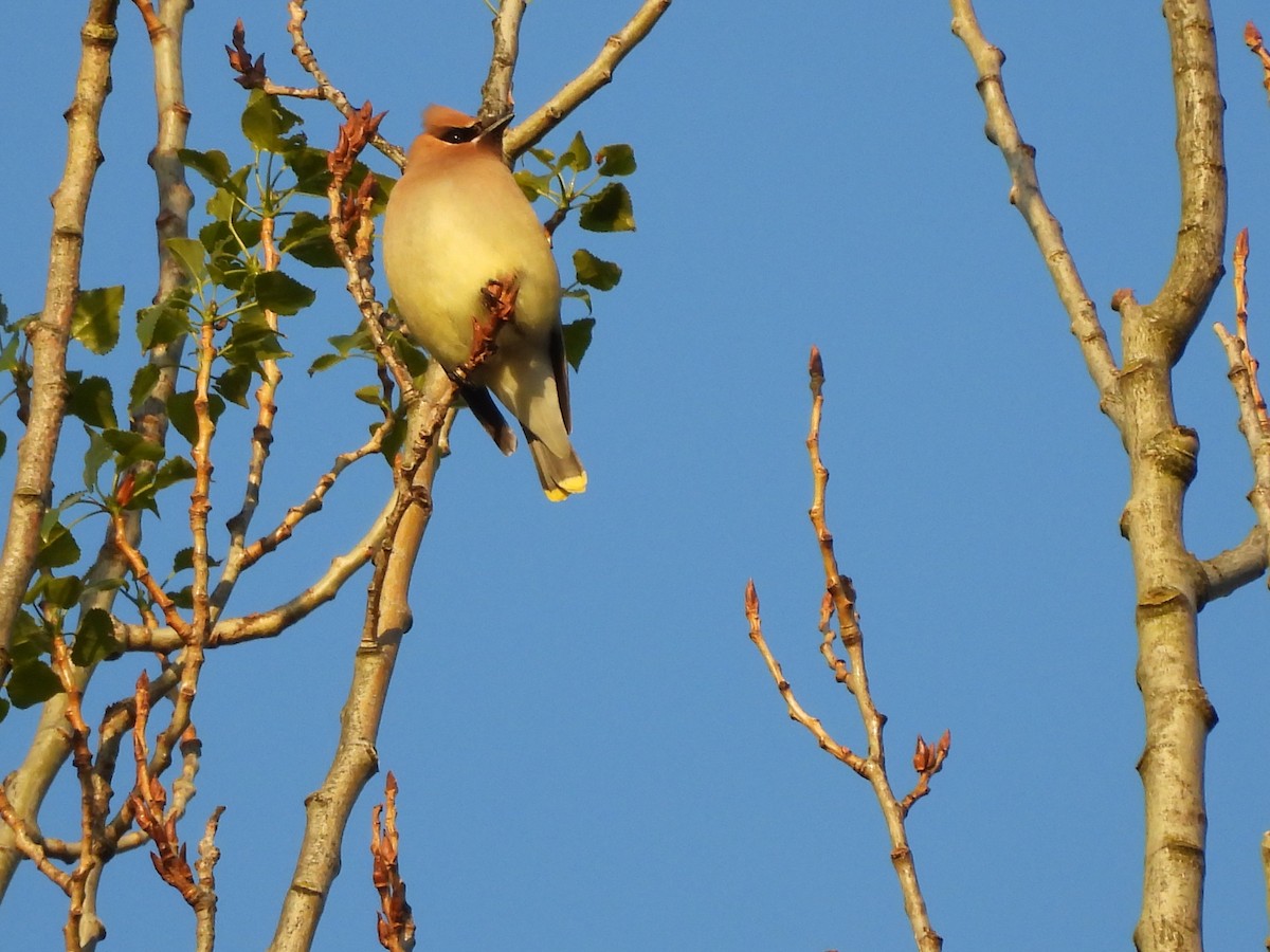 Cedar Waxwing - ML619268954