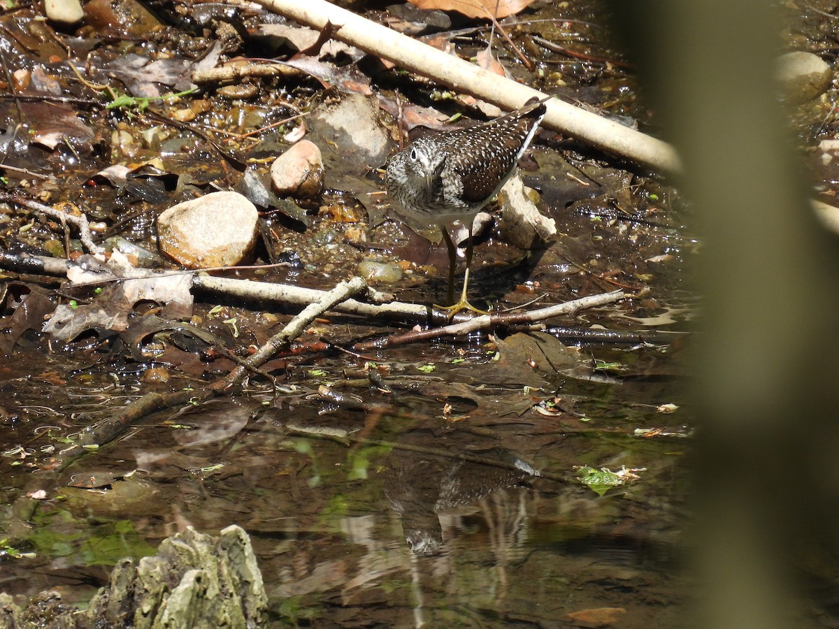 Solitary Sandpiper - ML619268960