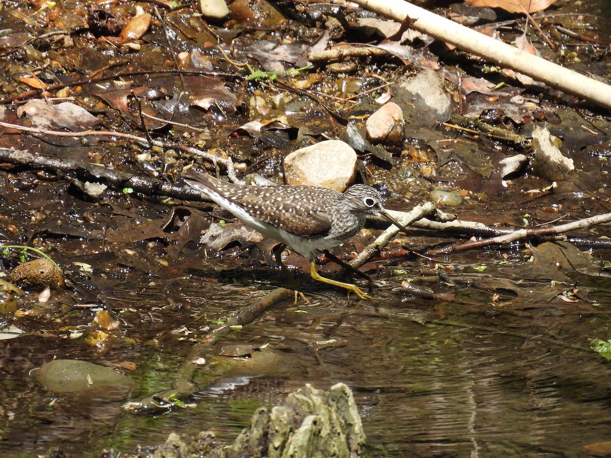 Solitary Sandpiper - Tim Winslow