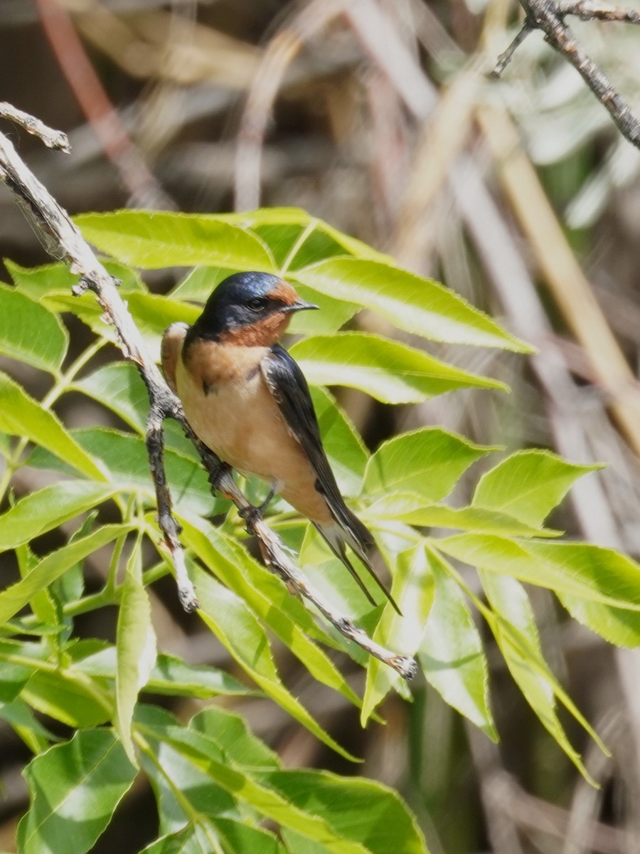 Barn Swallow - ML619268972